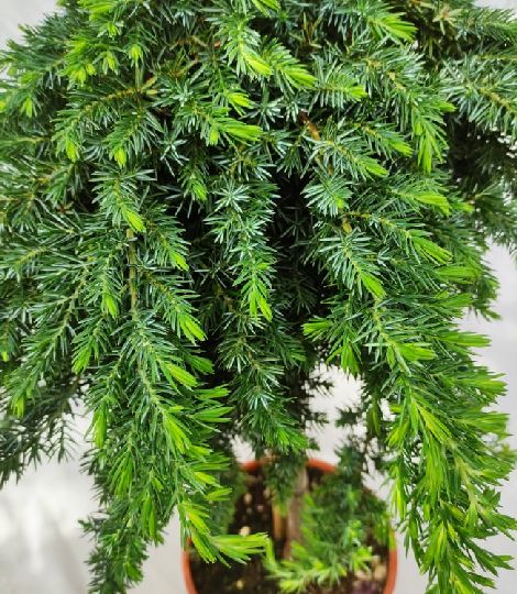 Juniperus conferta 'Blue Pacific' na kmeni